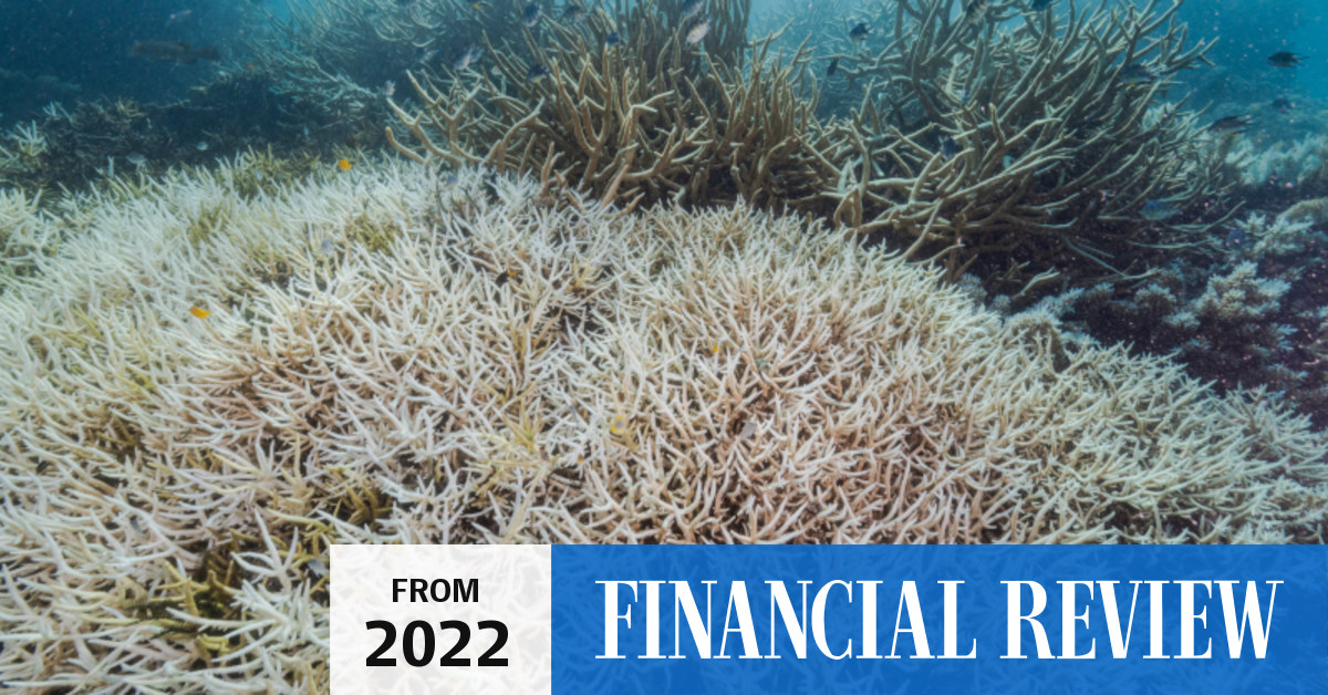 Election 2022 Labor to spend 195m to protect Great Barrier Reef